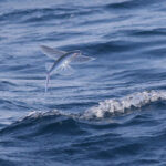 Flugfiskur úr suðurhöfum